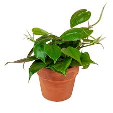 The heartleaf philodendron (philodendron hederaceum) is an evergreen perennial vine, native to it has the reputation of being one of the easiest houseplants. Heart Leaf Philodendron 4 Green Fresh Florals Plants