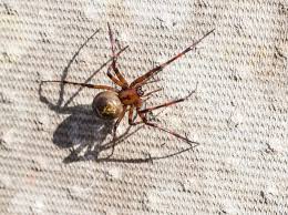 And while a bite from a false widow can cause pain and swelling — and a handful of people may suffer an allergic reaction — the venom is widely believed by experts to be less harmful than a bee sting. Venomous Spider Attacks Dog In Dublin Week After Owner Bitten At Exact Same Spot While On Walk Irish Mirror Online