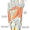 These muscles lengthen eccentrically during the stance phase of running before shortening at the propulsion phase. 1