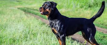 Rottweiler puppy training rottweiler puppy chewing can be a problem, but it is only a problem if you do not give your dog an alternative. Rottweiler All About Dogs Orvis