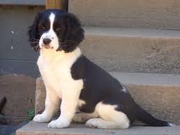 Find field spaniel puppies and breeders in your area and helpful field spaniel information. English Springer Spaniel For Sale By Claire Berkley American Kennel Club Springer Spaniel For Sale English Springer Spaniel American Kennel Club
