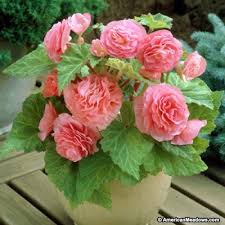 Pin On Gardening