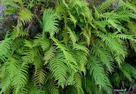 Image result for Christella hispidula