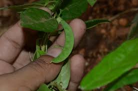 Image result for Dolichos trilobus