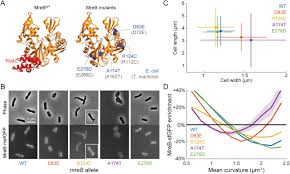 The study of cells is called cell biology, cellular biology, or cytology. Rodz Modulates Geometric Localization Of The Bacterial Actin Mreb To Regulate Cell Shape Biorxiv
