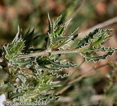 Image result for Barleria rigida