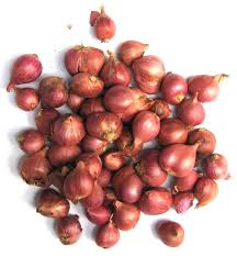 シャロット（ホムデン） | 寮都産業株式会社 ｜ エスニック食材卸問屋・ビアラオ正規代理店