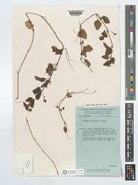 Image result for Veronica abyssinica