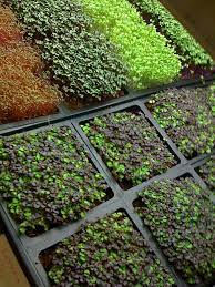 More Micro Greens From The Urban Canopy Indoor Farming Urban Farming Growing Microgreens