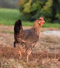 Per the chinese zodiac, this is the year of the rooster. Brown Leghorn Chickens For Sale Day Old Poultry