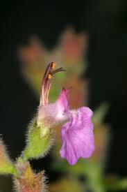 Image result for Haumaniastrum speciosum