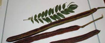 After selecting and marking good mother trees, several seed collection methods collection from natural seed fall is suitable for trees with large fruits, pods, and seeds e.g. Cassia Species Gold Medallion Tree Cassia Leptophylla