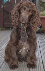 english cocker spaniel dog breed information and pictures