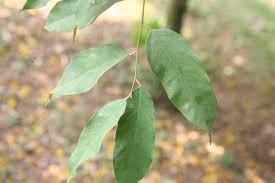Image result for Afrostyrax lepidophyllus