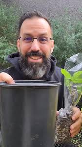 Can multiple figs be planted in a single hole?