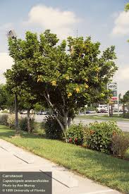 Image result for Cupaniopsis