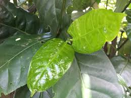 Image result for Oxyanthus speciosus