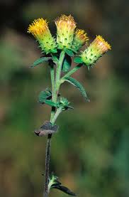 Image result for Conyza