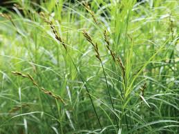 Image result for Carex brassii