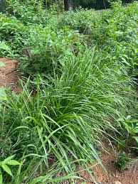 Image result for Digitaria appropinquata