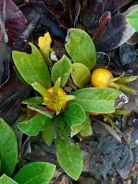 Image result for Leptactina benguelensis