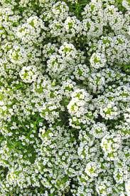 White perennial flowers zone 5. 15 Best White Flowers For Your Garden White Flowering Shrubs