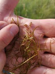 Image result for Potamogeton pusillus