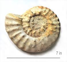 Image result for Pycreus mortonii