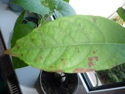 Braune flecken, die erst nach dem anschneiden entstehen, bilden sich durch oxidation, ähnlich wie bei äpfeln. Avocado Bekommt Braune Flecken Pflanzenkrankheiten Schadlinge Green24 Pflanzen Garten Forum