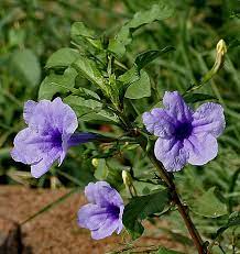 Ruellia Wikiwand