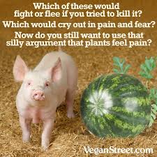 Pin On Vegan 411