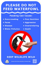 You can get rid of these vermin relatively fast. Canada Goose Damage Prevention And Control Methods Internet Center For Wildlife Damage Management