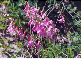 Image result for Hedysarum