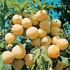 Le Prunier Prunus Domestica Reine Claude Quetsche Mirabelle De Nancy Arbre Fruitier Tres Rustique Prunier Reine Claude Arbre Fruitier Prunier
