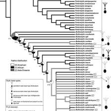 Image result for Bulbostylis scabricaulis