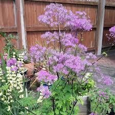 Thalictrum 'black stockings' meadow rue. Thalictrum Black Stockings Meadow Rue Black Stockings In Gardentags Plant Encyclopedia
