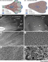 Ultra structure of animal cell. Actin Cell Cortex Structure And Molecular Organization Trends In Cell Biology