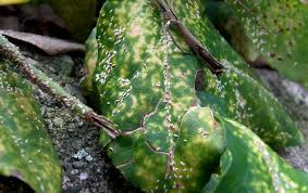 Image result for scale on plant