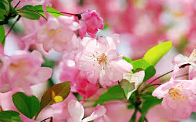 Choose from hundreds of free flower wallpapers. Beautiful Flowers Wallpapers Wallpaper Cave