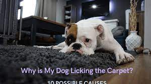 Why Is My Dog Licking The Carpet 10 Potential Causes Pethelpful