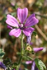List of wild flowers uk. Native British Wild Flower Calendar