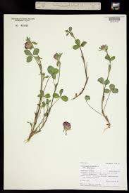 Image result for Trifolium squarrosum