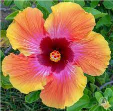 Hibiscus Yellow Hibiscus Hibiscus Flower Painting