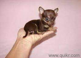 For more info plz contact me chihuahua is not for sale! Access Denied Chihuahua Puppies Teacup Chihuahua Puppies Puppies