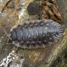 Stonoga murowa jest skorupiakiem z rodziny oniscidae. Jak Skutecznie Pozbyc Sie Stonogi Murowej Zakumaj Pl