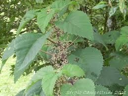 Image result for Urera