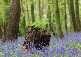 Prodahnut će ga strah gospodnji: Jisajev Panj Vjera I Djela