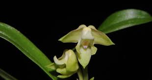 Image result for Polystachya lawrenceana