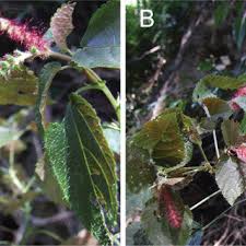 Image result for Acalypha bipartita