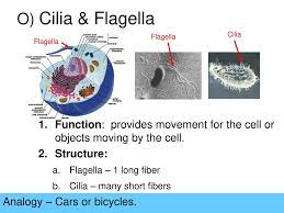 What is the role of cilia and flagella. Cell Organelles Analogy Ppt Download